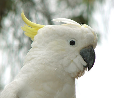 Sulphur Crested Cockatoo Bird Picture