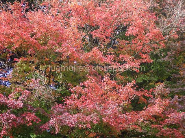 Fushoushan Farm maple autumn foliage