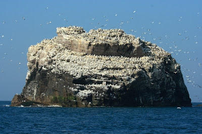 Alderney - Gannet Colony