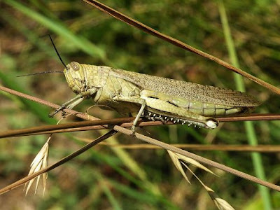 foto belalang gurun atau desert locusts