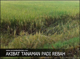 Kerugian akibat tanaman padi rebah atau ayeuh