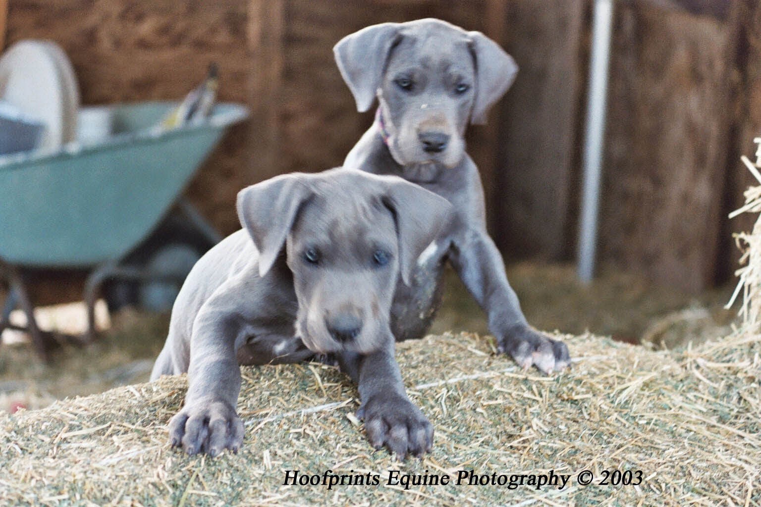 Rules of the Jungle: Great Dane puppies