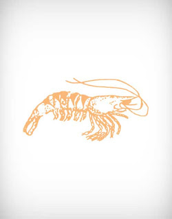 চিংড়ি, shrimp, prawn, crayfish, black tiger, cat tiger, harina, lobe, golda, bagda, white prawn, chaka, mollusk, shellfish, crab, sea food, fish