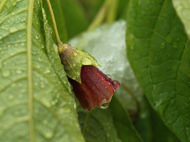 Scopolia japonica