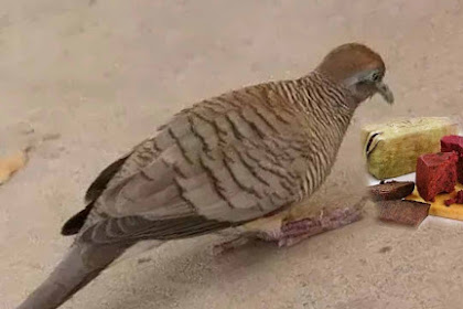 ✔ Pakan Untuk Burung Perkutut Bakalan Cepat Manggung Atau Gacor