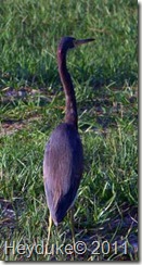 Reddish Egret