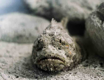 Stone Fish