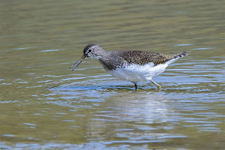 andarrios-grande-tringa-ochropus-en-agua-