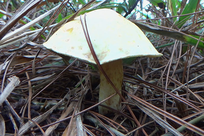 Dlium Pinusan mushroom (Suillus pinusan)