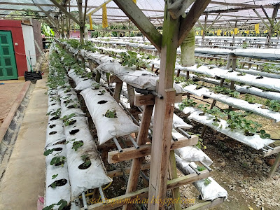 ladang Strawberry Al-Mashoor