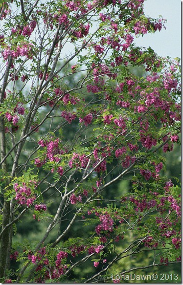 DA_Robinia_Casque_Rouge_Locust_PinkCascadingLocust