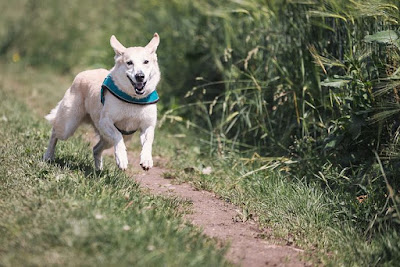 कुत्ते के बारे में रोचक तथ्य | 80 Amazing Facts Of Dogs In Hindi