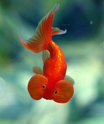 goldfish eggs in aquarium. Goldfish eat their eggs and