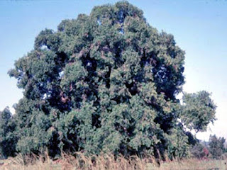 Ficus thonningii ağacı