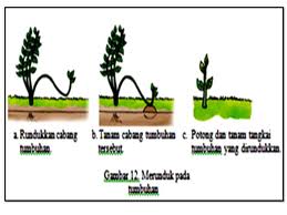 Blog Belajar IPA SMP Teknologi Reproduksi