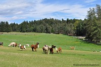 lamaDSC_0724