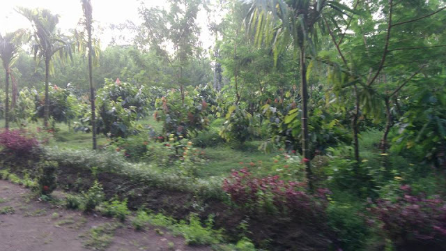 KEBUN RENTENG, Taman Sains dan Teknologi Kopi dan Kakao  wisata kebun keluarga Jember Jawa Timur