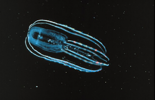 Ctenophore