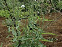 Tempuyung (Sonchus arvensis L)