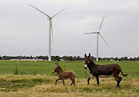 Wind turbines in Calumet, Okla. Bigger machines could make faster winds at higher altitudes an economical source of electricity. (Credit: Sue Ogrocki/Associated Press) Click to Enlarge.