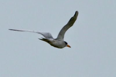 River Tern