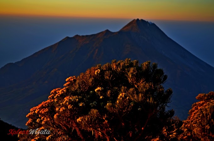 Gunung Merbabu, Savana Seluas Samudra