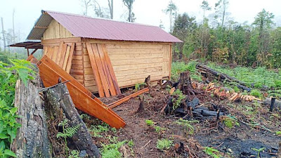 Illegal Logging di Hutan Produksi Dairi Masih Terus Berlangsung!