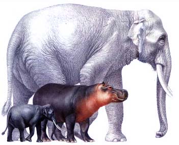 Arfura Kingdom: Gajah Purba Sepupu Sapi Laut