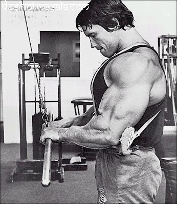 arnold schwarzenegger bodybuilding. arnold schwarzenegger photos