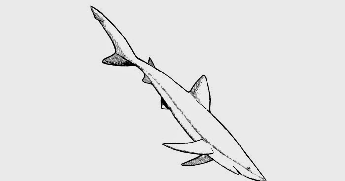 Download Blue shark coloring pages | Free Coloring Pages and Coloring Books for Kids