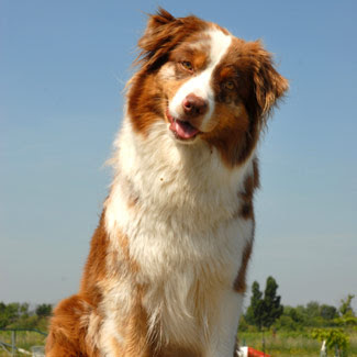 Australian Shepherd Dog Name