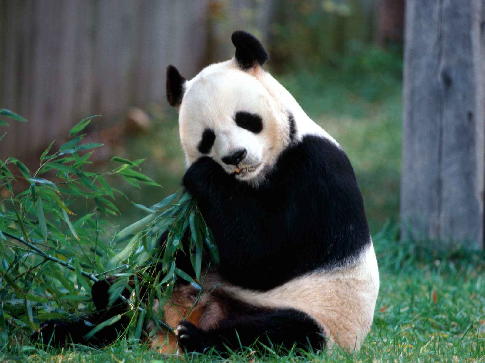snack time panda bear pictures