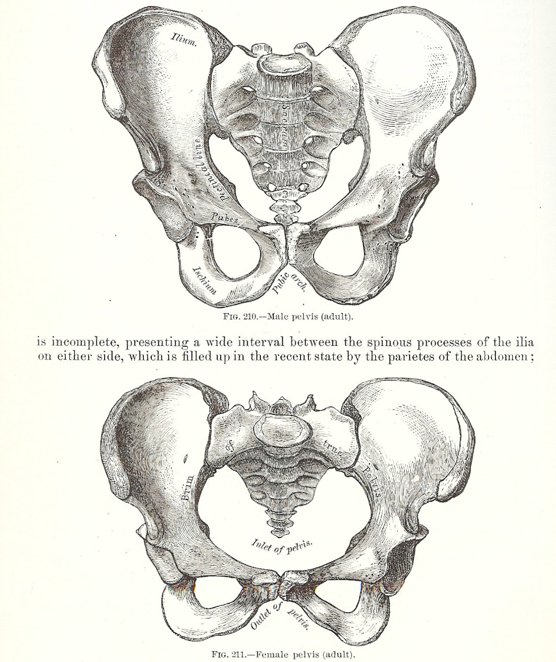 Halloween Skeleton Images -1893 Gray's Anatomy ...