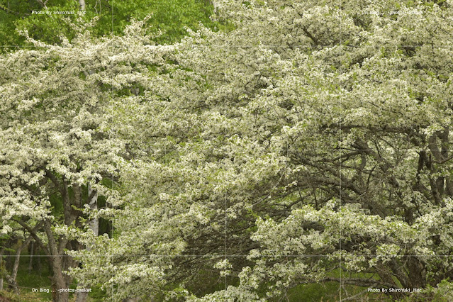 花　ズミ　Dance of the Floreadores (Waltz of the Flowers)　Duke Ellington