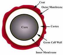A SPORE