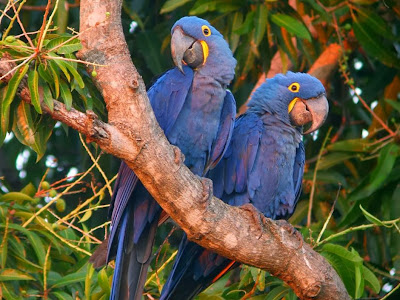 Hyacinth macaw