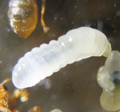 A larva of Oecophylla smaragdina ceased feeding as it gets ready to pupate