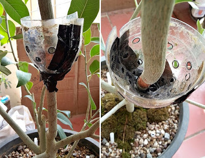 Air Layering Ficus Racemosa / Cluster Fig Tree / Goolar