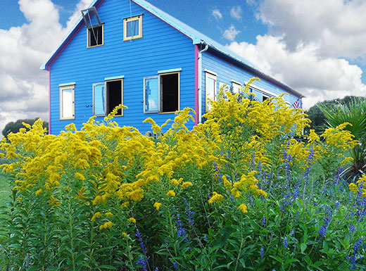 Arnosky Family Farm - Big Blue Barn and Yellow Goldenrod on a beautiful day in the Texas Hill Country!