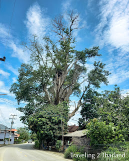 A huge tree in Pua, North Thailand