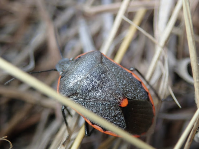 Chlorochroa ligata