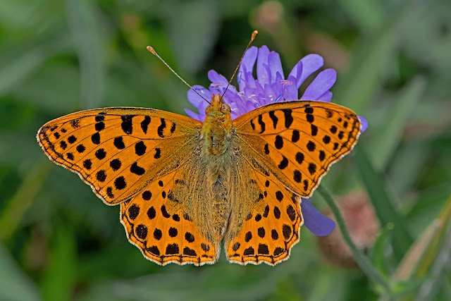 Issoria lathonia Queen of Spain Fritillary butterfly