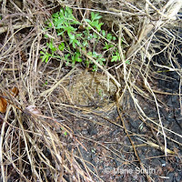 Song Sparrow nest – Summerside, PEI – June 2016 – © Marie Smith