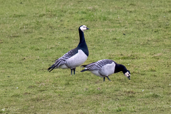 Barnacle goose