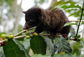 Kopi Luwak: Rp 16 juta/kg