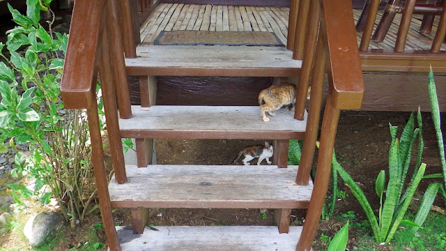 two cats on the stairs to one of the cottages at Kuting Reef Resort and Spa in Macrohon Southern Leyte