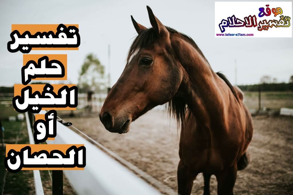 تفسير حلم الخيل في المنام لابن سيرين