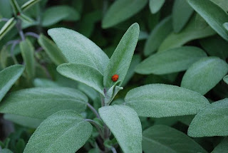  Salvia Talee, Sage Cuttings Tutorial