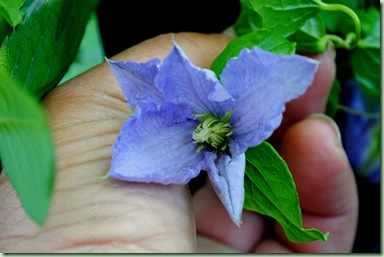 Clematis 'Blekitny Aniol'