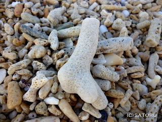 石垣島の名蔵湾 ～砂浜のサンゴたち～ 写真